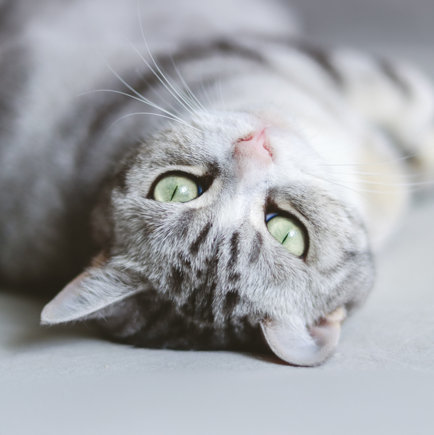 At What Age Is an American Shorthair a Senior Cat?