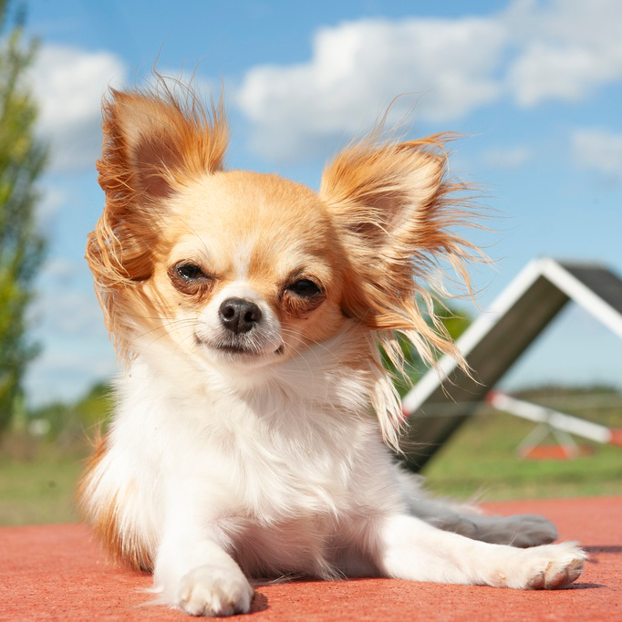At What Age Is a Chihuahua a Senior Dog?
