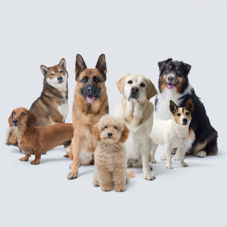 When Is a Dog Actually a Senior? The Rule Vets Use That Nobody Explains
