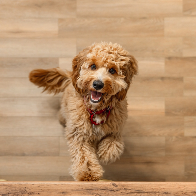 At What Age Is a Doodle a Senior Dog?