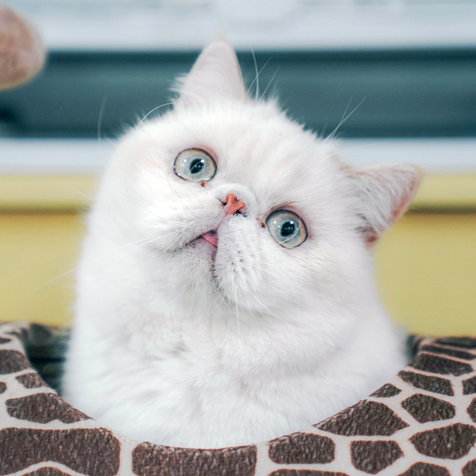 At What Age Is an Exotic Shorthair a Senior Cat?