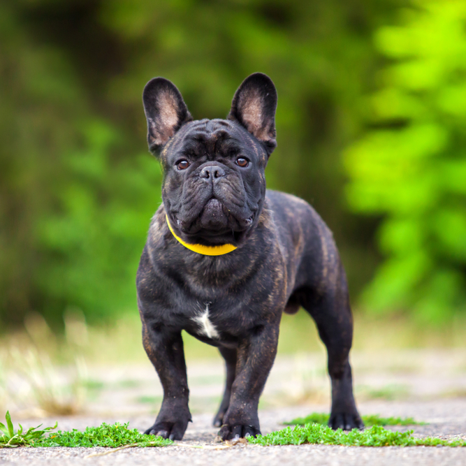 At What Age Is a French Bulldog a Senior Dog?