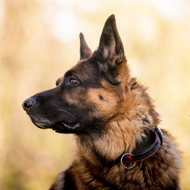 At What Age Is a German Shepherd a Senior Dog?