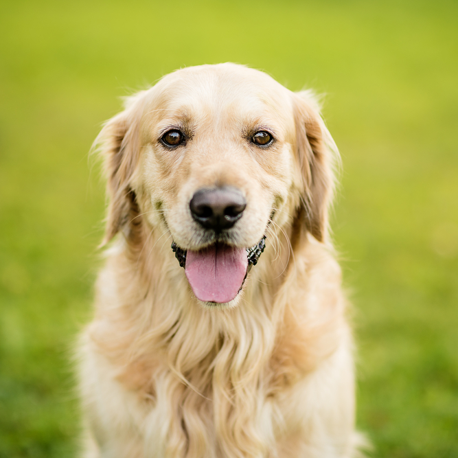At What Age Is a Golden Retriever a Senior Dog?