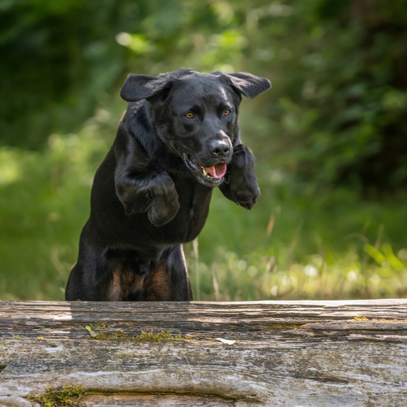 At What Age Is a Labrador a Senior Dog?