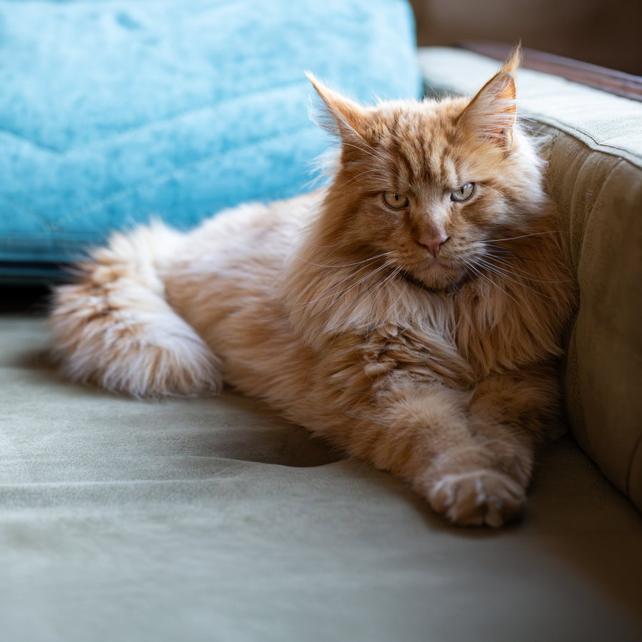 At What Age Is a Maine Coon a Senior Cat?