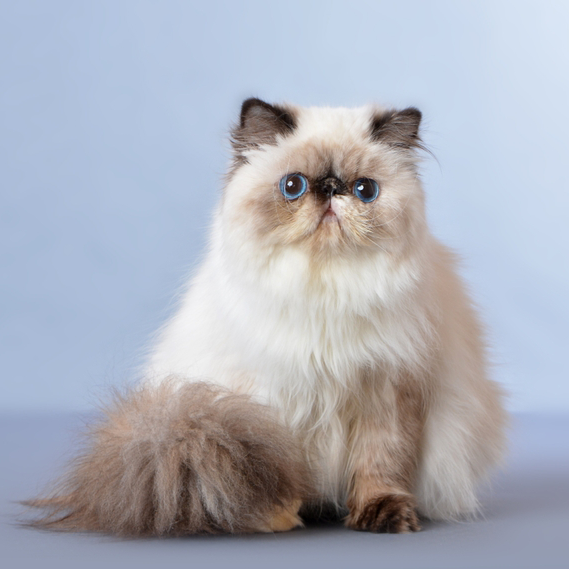 At What Age Is a Persian a Senior Cat?