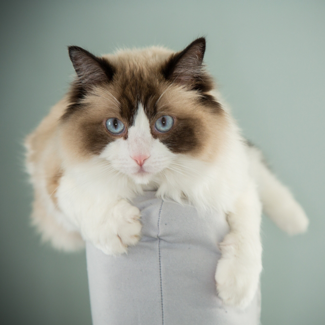 At What Age Is a Ragdoll a Senior Cat?