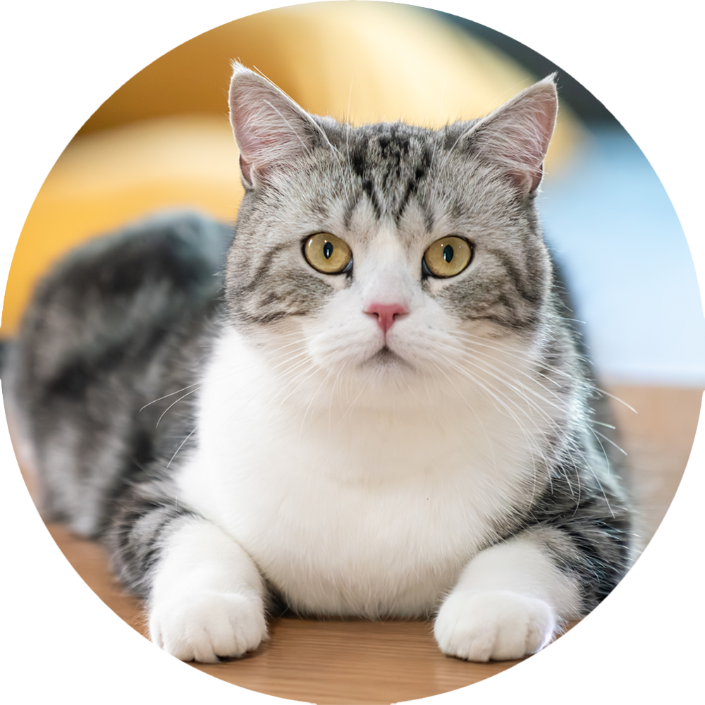 American Shorthair Benefits