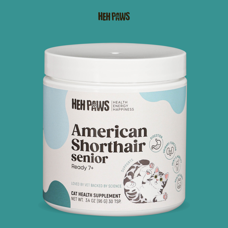 HEH PAWS American Shorthair Senior Ready