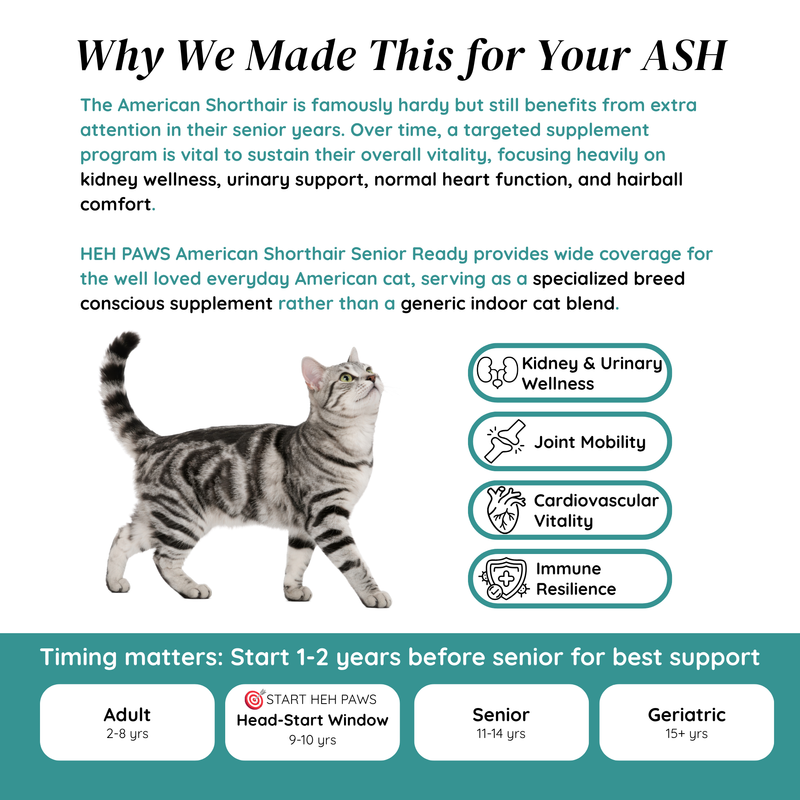 HEH PAWS American Shorthair Senior Ready