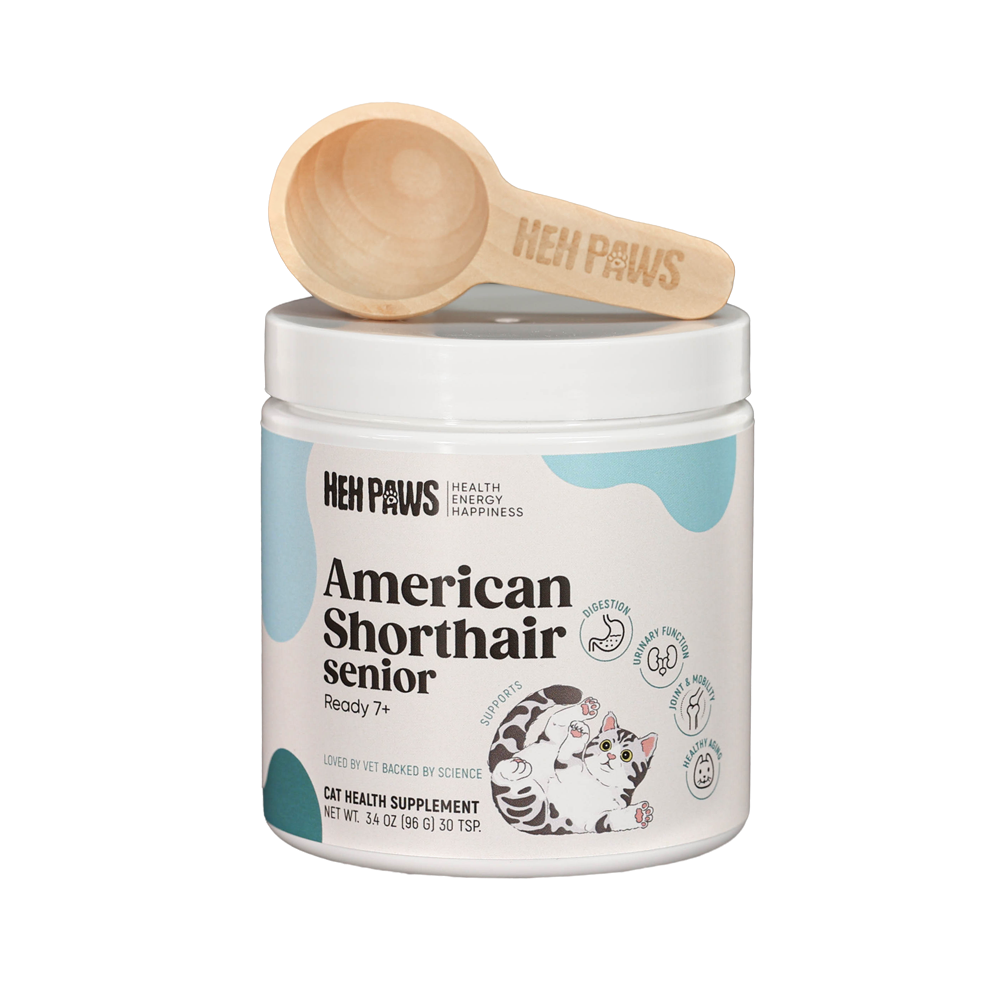 American Shorthair Wellness Support