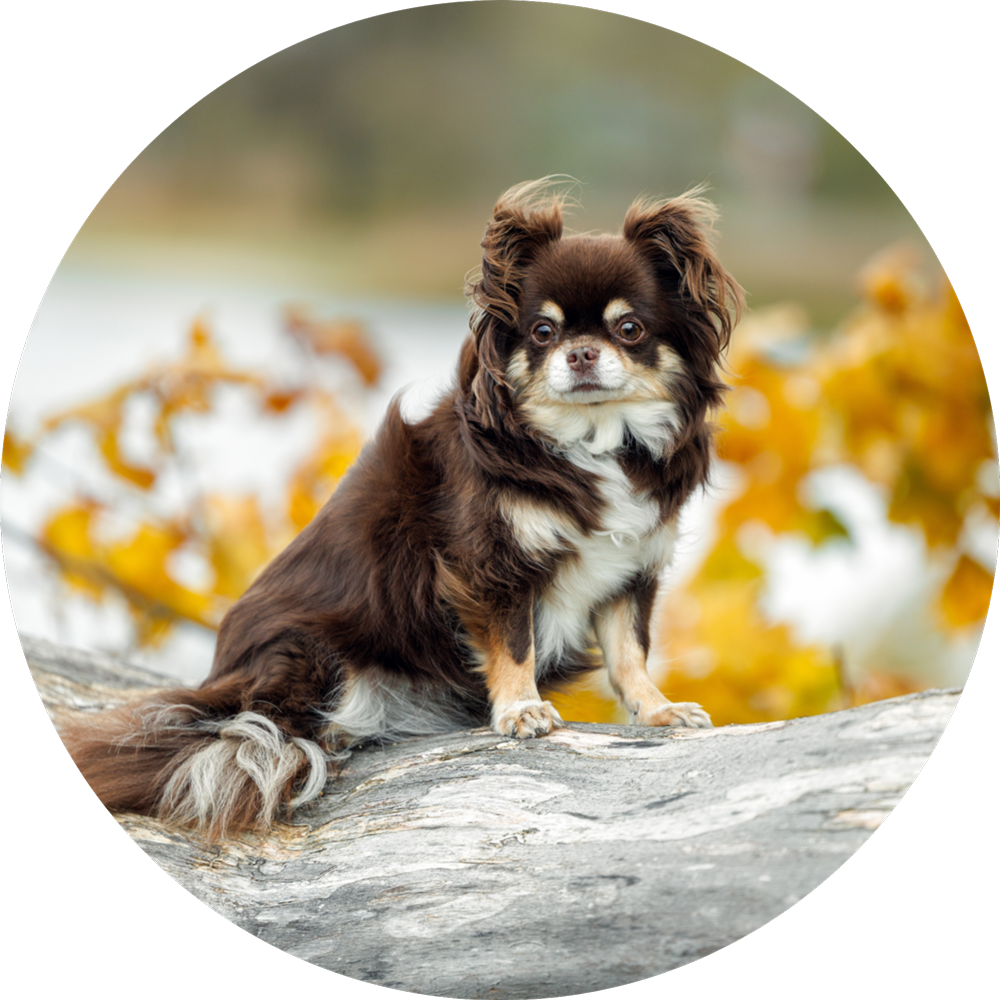 Chihuahua Benefits