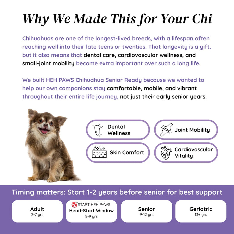HEH PAWS Chihuahua Senior Ready