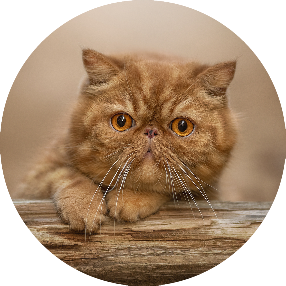 Exotic Shorthair Benefits