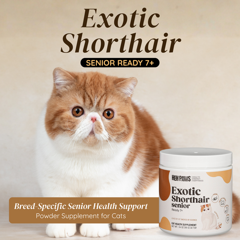 HEH PAWS Exotic Shorthair Senior Ready