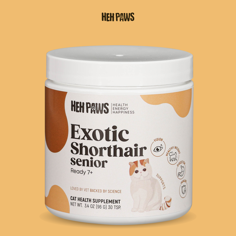 HEH PAWS Exotic Shorthair Senior Ready