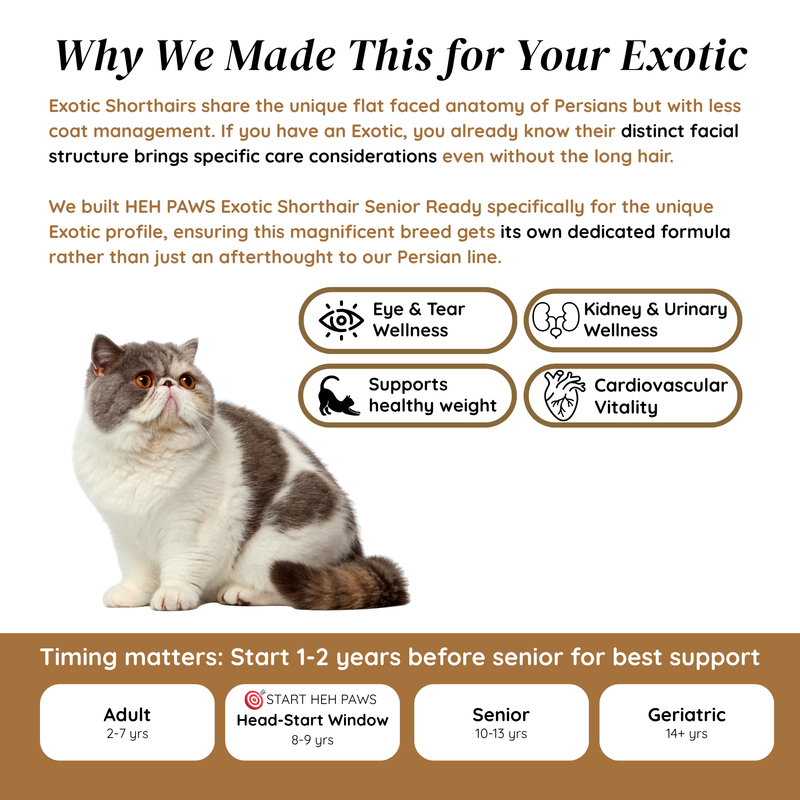 HEH PAWS Exotic Shorthair Senior Ready