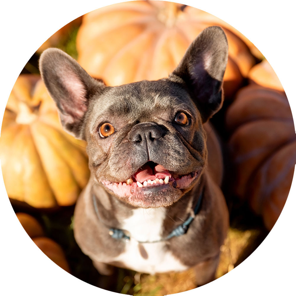 French Bulldog Benefits