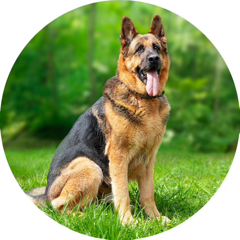 German Shepherd Benefits