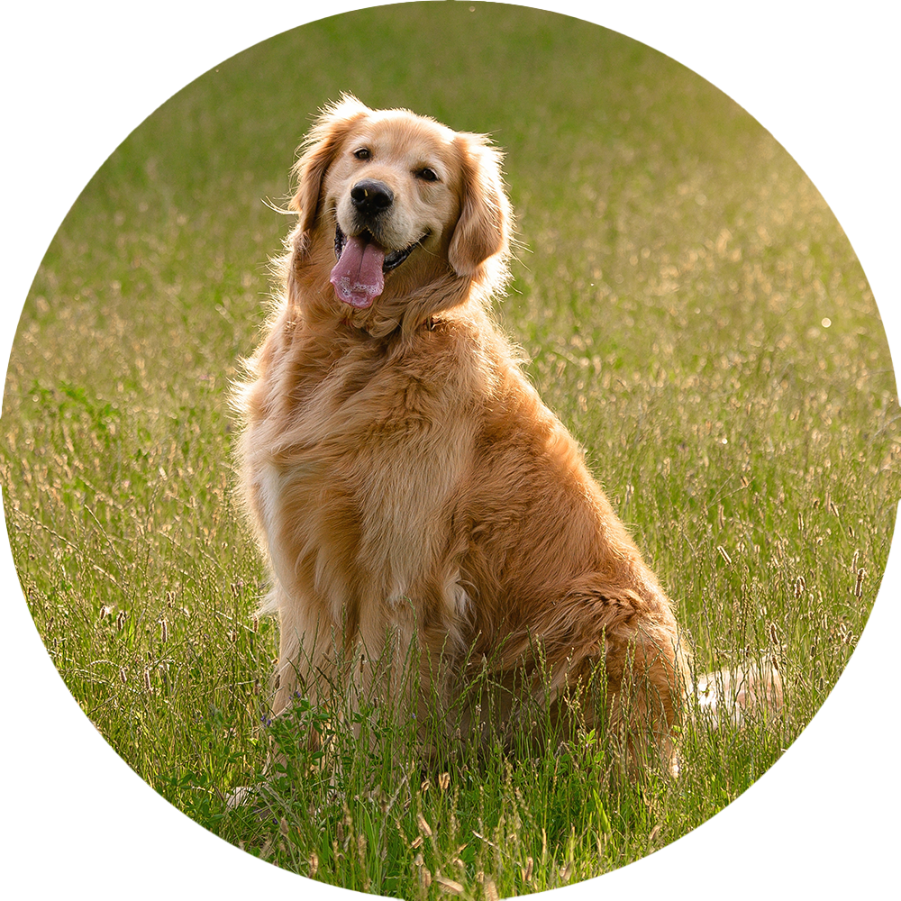 Golden Retriever Benefits