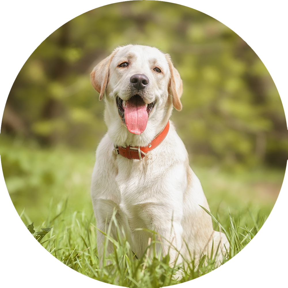 Labrador Retriever Benefits