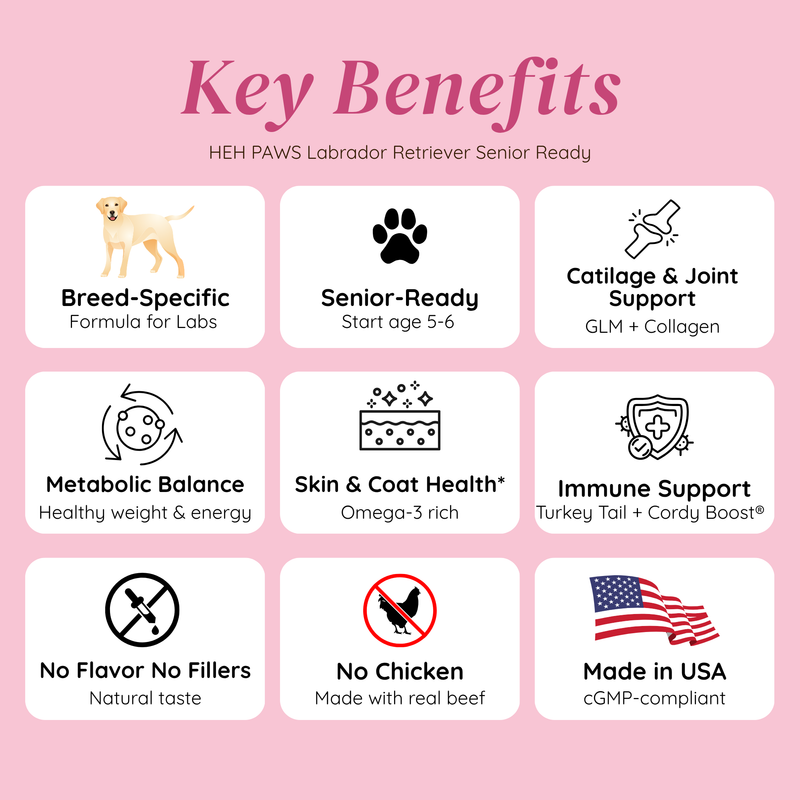 HEH PAWS Labrador Retriever Senior Ready