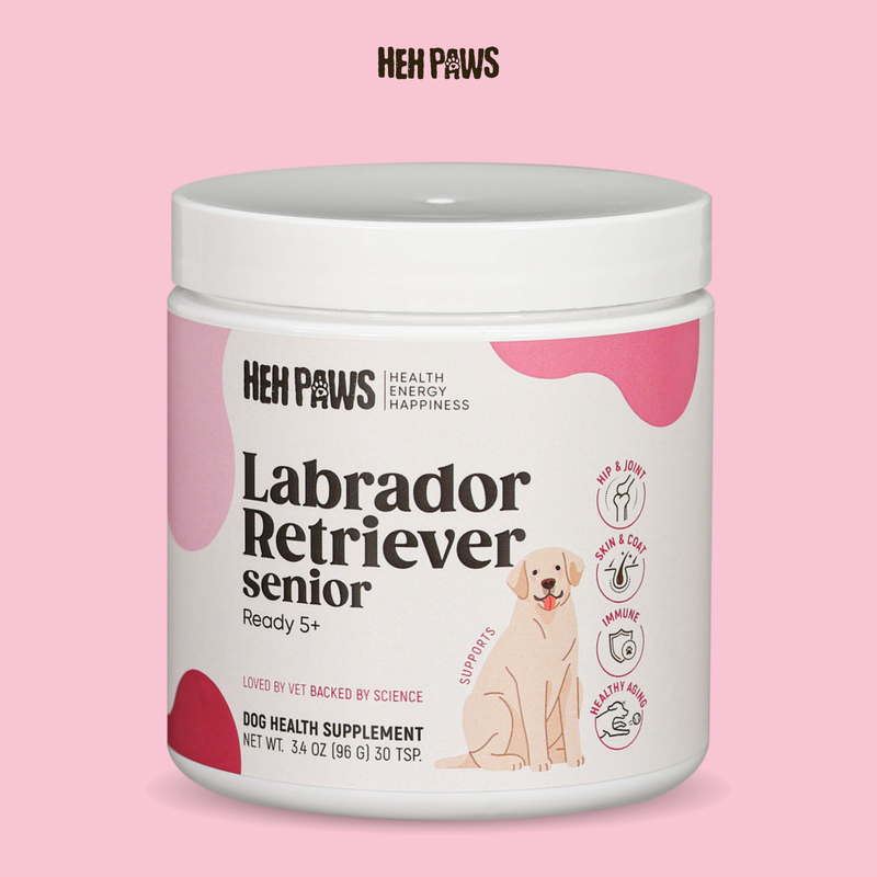 HEH PAWS Labrador Retriever Senior Ready