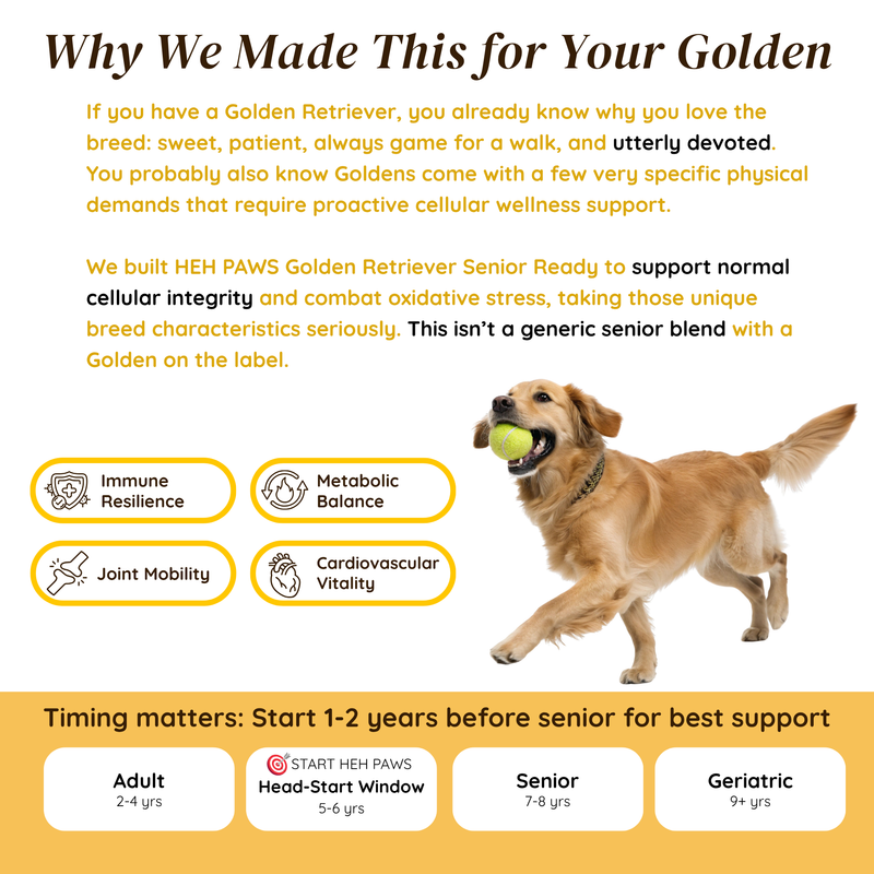 HEH PAWS Golden Retriever Senior Ready