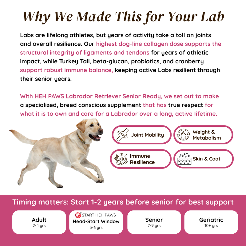 HEH PAWS Labrador Retriever Senior Ready