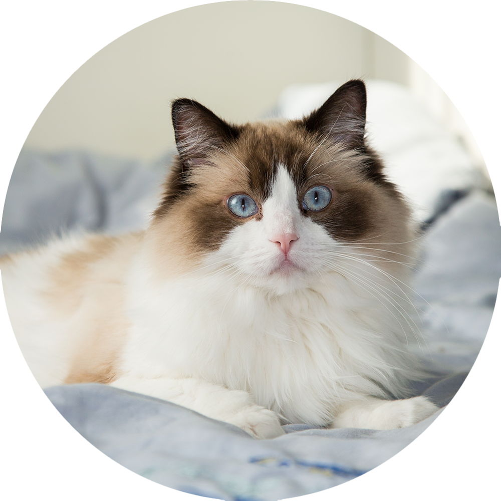Maine Coon Benefits