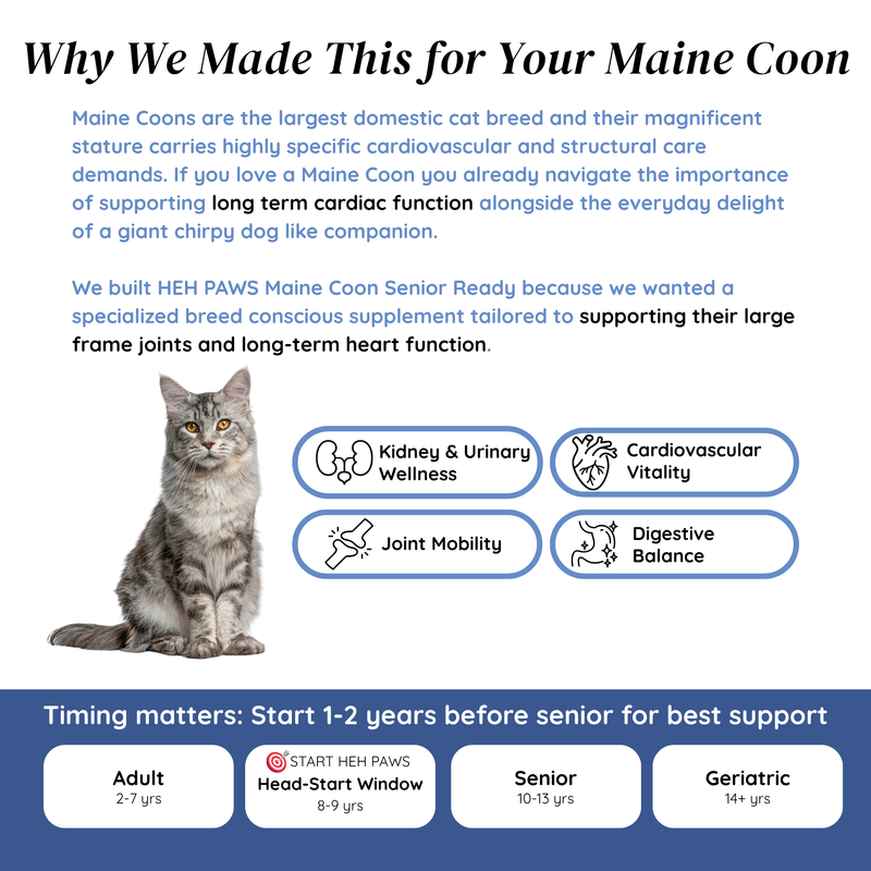 HEH PAWS Maine Coon Senior Ready