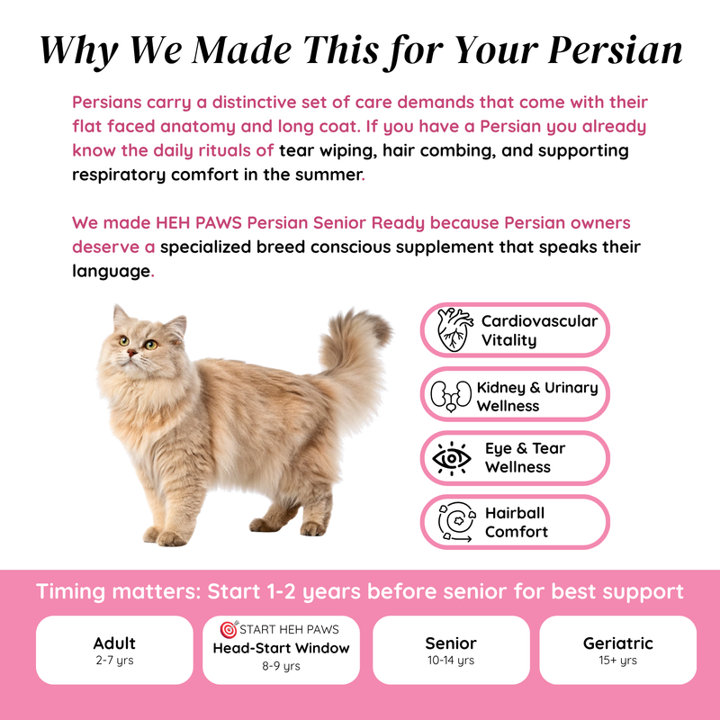 HEH PAWS Persian Senior Ready