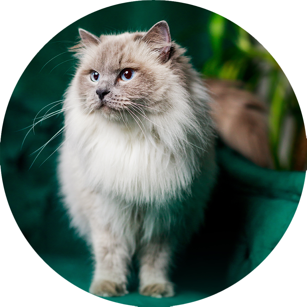 Ragdoll Benefits